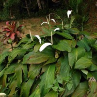 Spathiphyllum cannifolium (Dryand. ex Sims) Schott
